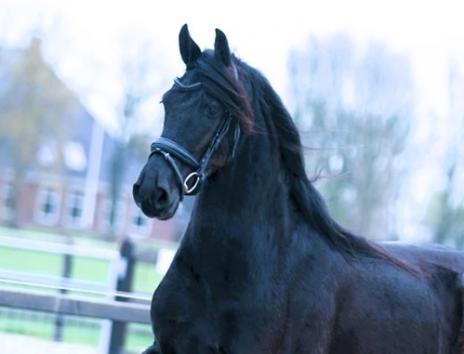 View Friesian horse purchasing details for MARGRIET